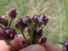 Verbena incompta