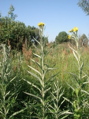 Jacobaea paludosa lanata