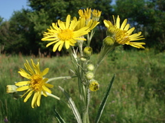 Jacobaea paludosa lanata