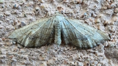 Coenocalpe millierata