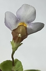 Yamazakia pusilla