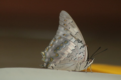 Charaxes solon