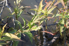 Persicaria barbata