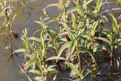 Persicaria barbata