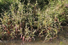Persicaria barbata