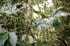 Philodendron anisotomum