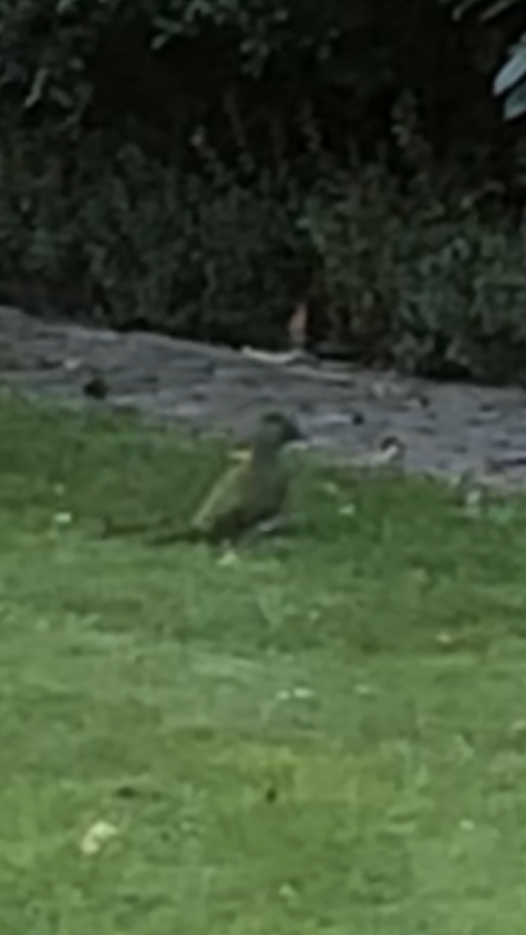 European Green Woodpecker