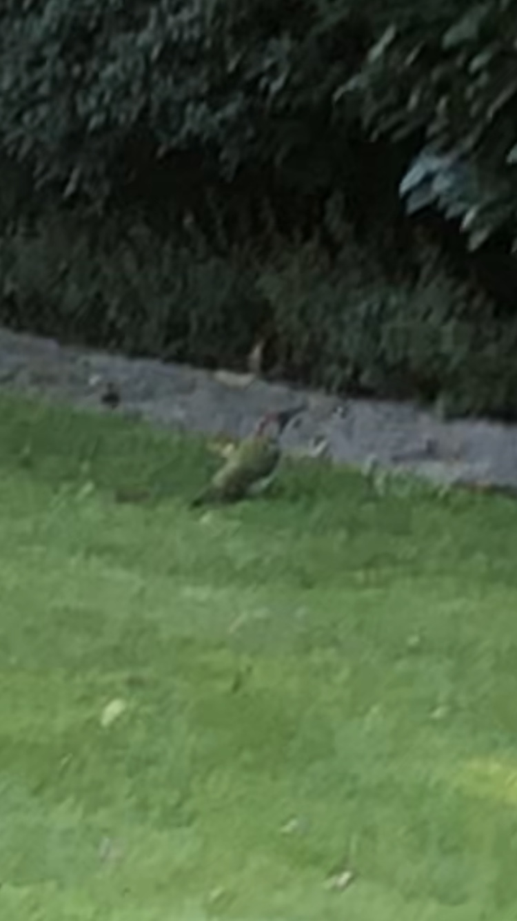 European Green Woodpecker