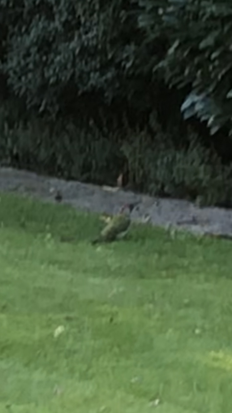 European Green Woodpecker