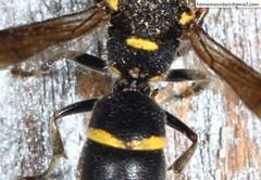 Allodynerus mandschuricus