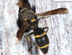 Allodynerus mandschuricus