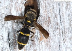 Allodynerus mandschuricus