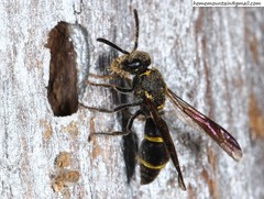 Allodynerus mandschuricus