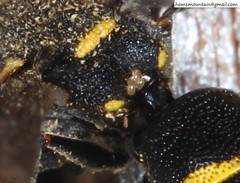 Allodynerus mandschuricus