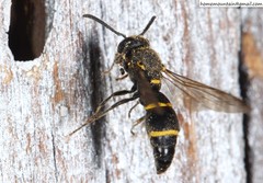 Allodynerus mandschuricus