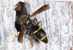 Allodynerus mandschuricus