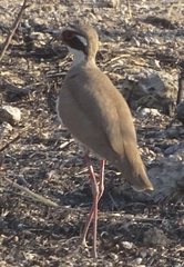 Rhinoptilus chalcopterus