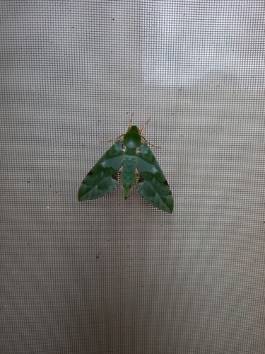 Verdant Hawkmoth