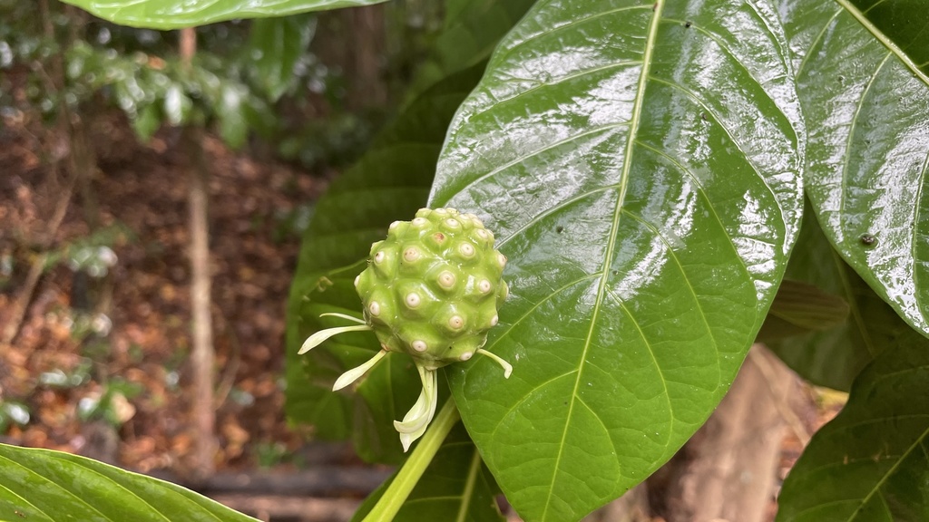 Morinda bracteata