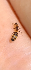 Turneria bidentata