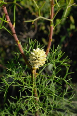 Petrophile sessilis