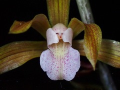 Ania penangiana