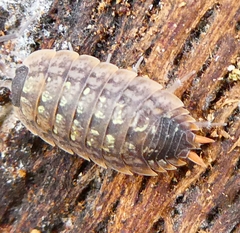 Porcellio monticola