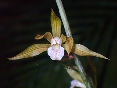 Ania penangiana