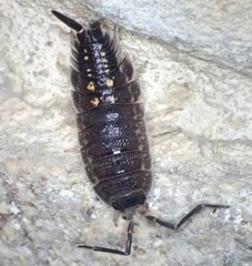 Porcellio ornatus