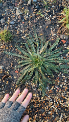 Reseda luteola