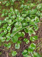 Arisarum vulgare