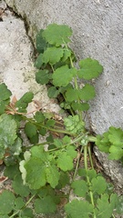 Chelidonium majus