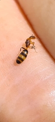 Turneria bidentata