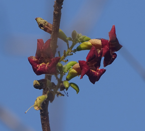 Markhamia zanzibarica image