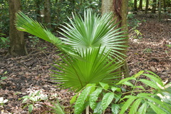 Saribus rotundifolius