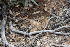 Acanthophis antarcticus