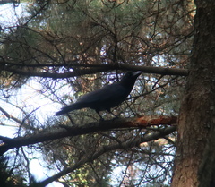Corvus macrorhynchos