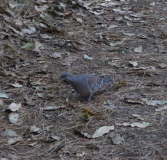 Streptopelia orientalis
