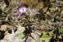 Tarasa hornschuchiana