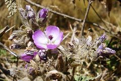 Tarasa hornschuchiana