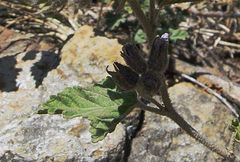 Tarasa hornschuchiana