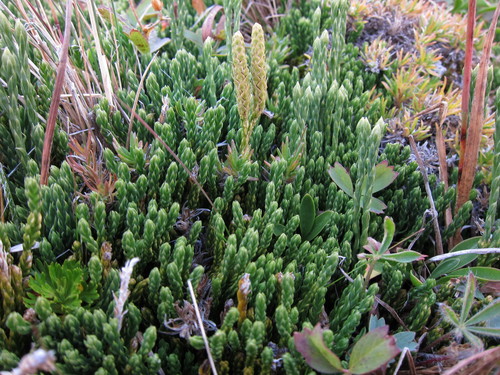 Alpine × Sitka Clubmoss (Diphasiastrum alpinum)