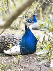 Pavo cristatus