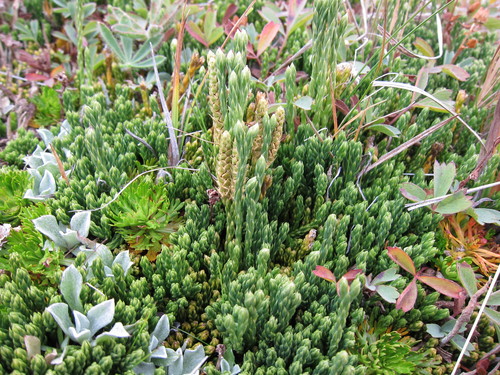 Image of Alpine × Sitka Clubmoss by (c) Timothy McNitt, some rights reserved (CC BY)