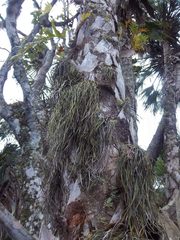 Vittaria lineata image