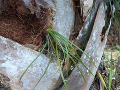 Vittaria lineata image