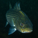 Striped Bass - Photo (c) alex_shure, some rights reserved (CC BY-NC), uploaded by alex_shure