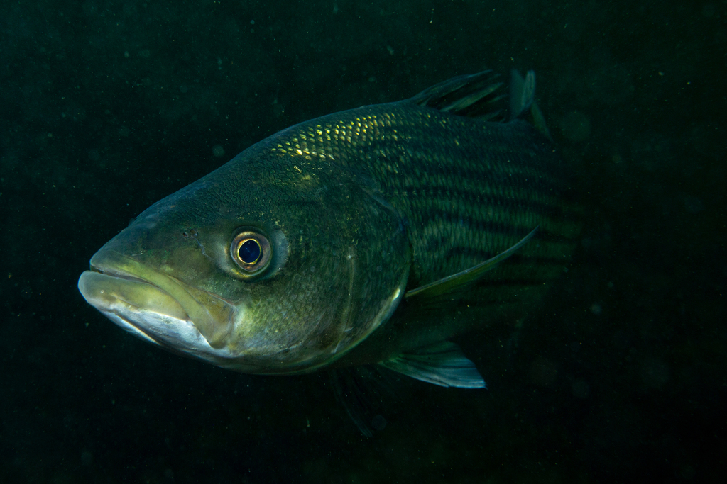 Striped Bass (Freshwater Fish of Massachusetts) · iNaturalist