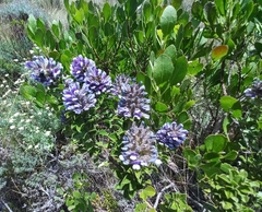 Psoralea bracteolata