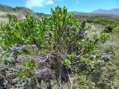 Psoralea bracteolata